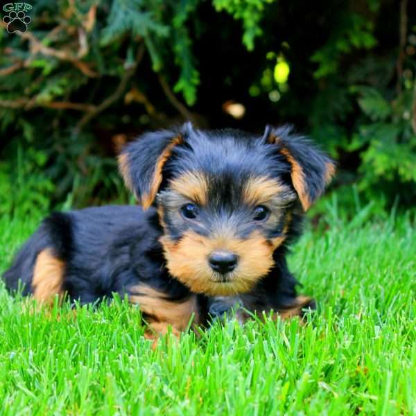 Wade, Yorkie Puppy