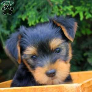 Wade, Yorkie Puppy
