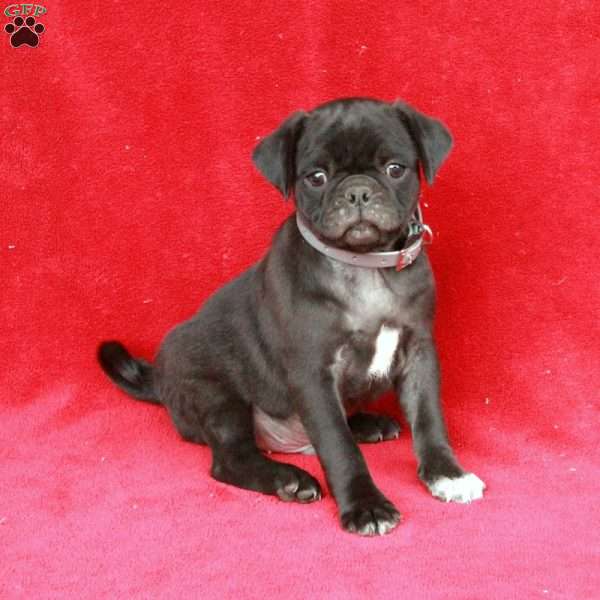 Waldo, Pug Puppy