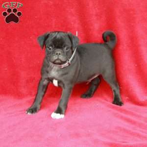 Waldo, Pug Puppy