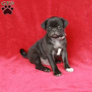 Waldo, Pug Puppy
