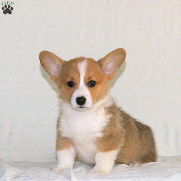 Wanda, Pembroke Welsh Corgi Puppy
