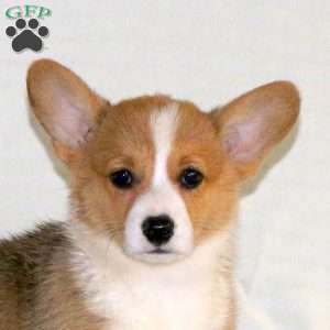 Wanda, Pembroke Welsh Corgi Puppy