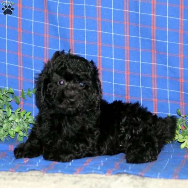 Wanda, Miniature Poodle Puppy