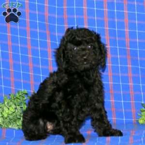Wanda, Miniature Poodle Puppy