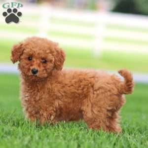 Wanda, Mini Goldendoodle Puppy
