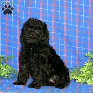 Wanda, Miniature Poodle Puppy