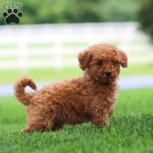 Wanda, Mini Goldendoodle Puppy