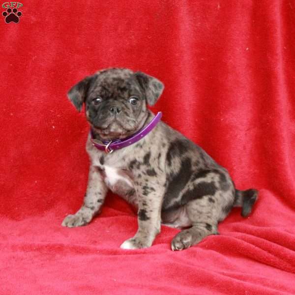 Warren, Pug Puppy