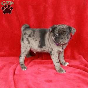 Warren, Pug Puppy