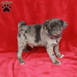 Warren, Pug Puppy