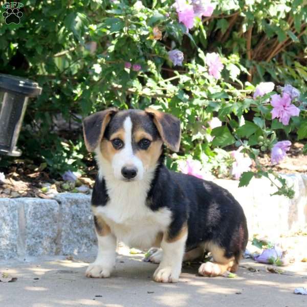 Warrior, Pembroke Welsh Corgi Puppy