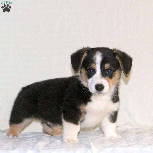 Warrior, Pembroke Welsh Corgi Puppy