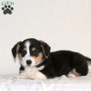 Warrior, Pembroke Welsh Corgi Puppy