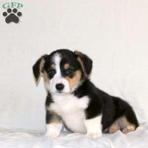 Warrior, Pembroke Welsh Corgi Puppy