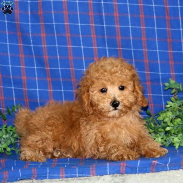 Watson, Miniature Poodle Puppy