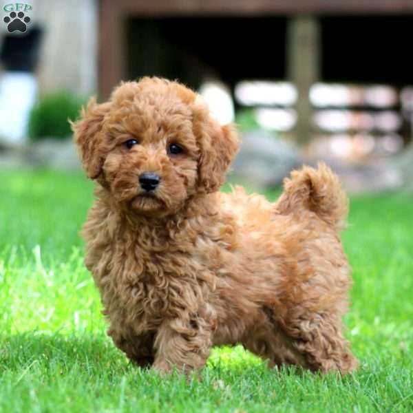Watson, Mini Goldendoodle Puppy