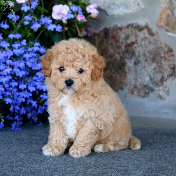 Watson, Bich-Poo Puppy