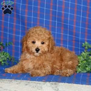 Watson, Miniature Poodle Puppy