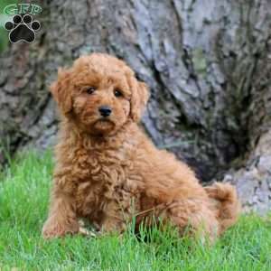 Watson, Mini Goldendoodle Puppy