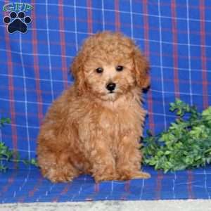 Watson, Miniature Poodle Puppy