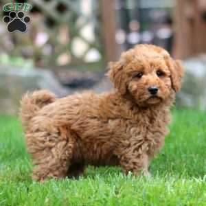 Watson, Mini Goldendoodle Puppy