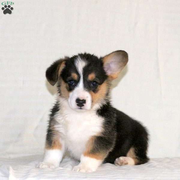 Wendy, Pembroke Welsh Corgi Puppy