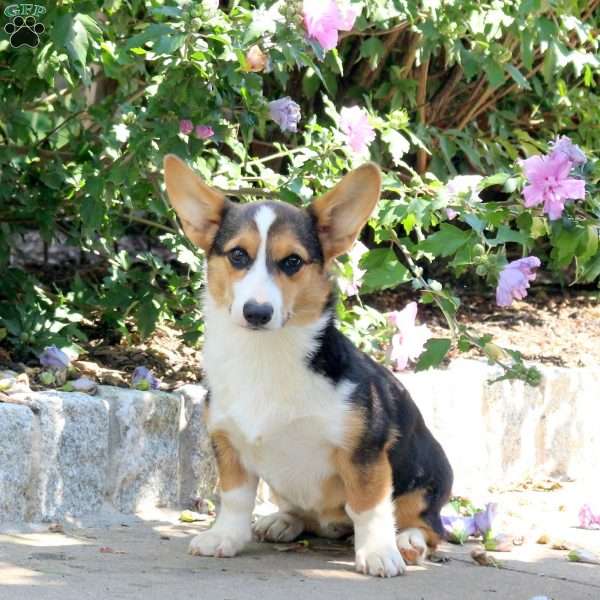 Wendy, Pembroke Welsh Corgi Puppy