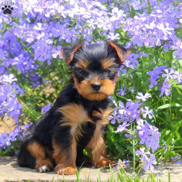Wendy, Yorkie Puppy