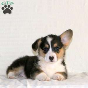 Wendy, Pembroke Welsh Corgi Puppy