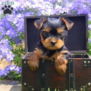 Wendy, Yorkie Puppy