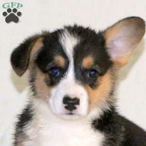 Wendy, Pembroke Welsh Corgi Puppy