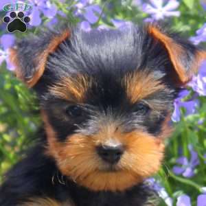 Wendy, Yorkie Puppy