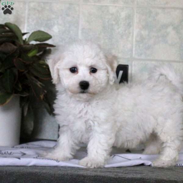 Wendy, Bichon Frise Puppy