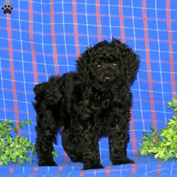 Wendy, Miniature Poodle Puppy