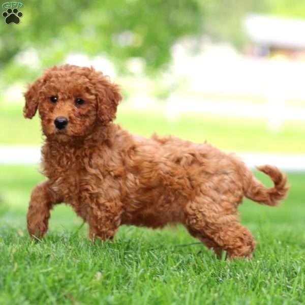 Wendy, Mini Goldendoodle Puppy