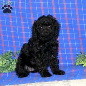 Wendy, Miniature Poodle Puppy