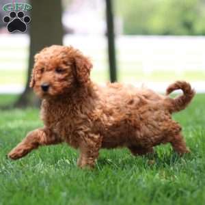 Wendy, Mini Goldendoodle Puppy