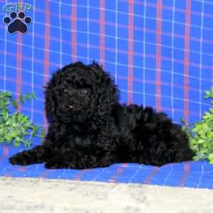 Wendy, Miniature Poodle Puppy