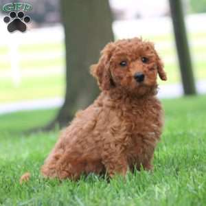 Wendy, Mini Goldendoodle Puppy
