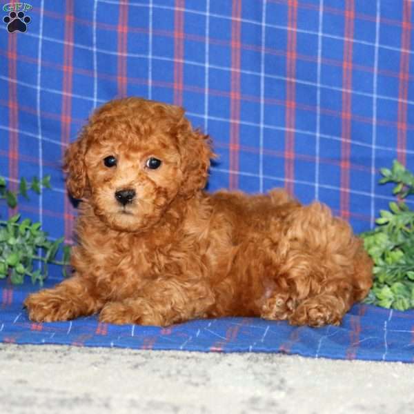 Wesley, Miniature Poodle Puppy