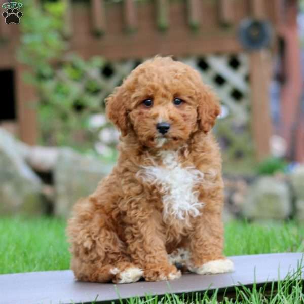 Wesley, Mini Goldendoodle Puppy