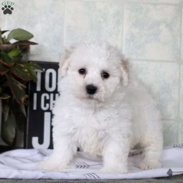 Wesley, Bichon Frise Puppy