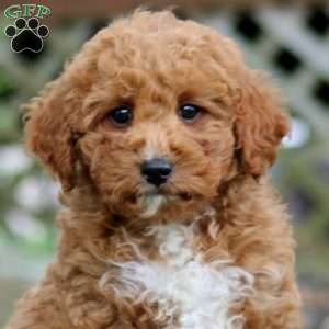 Wesley, Mini Goldendoodle Puppy