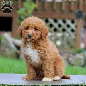 Wesley, Mini Goldendoodle Puppy