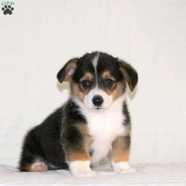 Weston, Pembroke Welsh Corgi Puppy