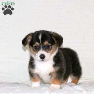 Weston, Pembroke Welsh Corgi Puppy