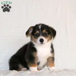 Weston, Pembroke Welsh Corgi Puppy