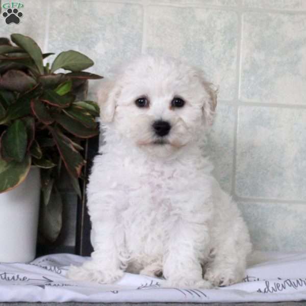 Whitney, Bichon Frise Puppy