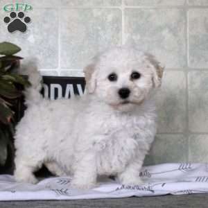 Whitney, Bichon Frise Puppy